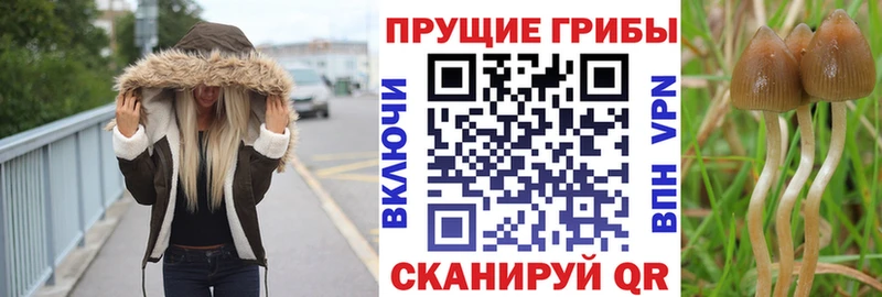 Псилоцибиновые грибы прущие грибы  Купить закладки  Лебедянь 